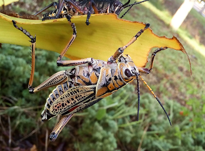 [The grasshopper is much larger than the nymphs and holds the underside of a wide thick partially eaten leaf. All three left legs are visible as it hangs upside down. It is a brownish-orange color with lots of black speckles on its body, wings, and legs. Its antenna are part orange and part black. The hind legs have spike-like projections or maybe they are hairs. The wings are not quite as long as the body.]